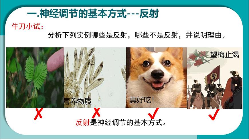 初中生物冀少版（2024）七年级下册3.5.2 神经调节的基本方式 课件第5页