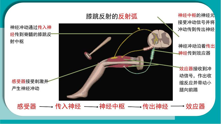初中生物冀少版（2024）七年级下册3.5.2 神经调节的基本方式 课件第7页