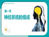 初中生物冀少版（2024）七年級下冊3.5.1 神經(jīng)系統(tǒng)的組成 課件