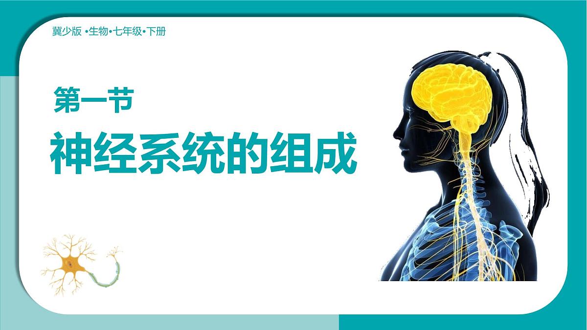 初中生物冀少版（2024）七年级下册3.5.1 神经系统的组成 课件第1页