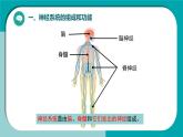 初中生物冀少版（2024）七年級下冊3.5.1 神經(jīng)系統(tǒng)的組成 課件