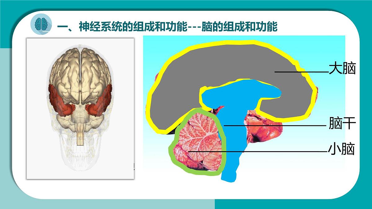 初中生物冀少版（2024）七年级下册3.5.1 神经系统的组成 课件第6页