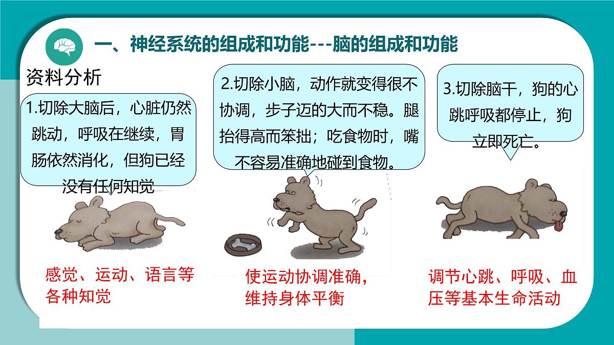 初中生物冀少版（2024）七年级下册3.5.1 神经系统的组成 课件第7页