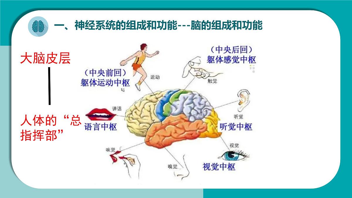初中生物冀少版（2024）七年级下册3.5.1 神经系统的组成 课件第8页