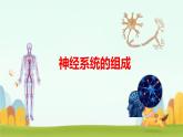 初中生物冀少版（2024）七年級下冊3.5.1 神經(jīng)系統(tǒng)的組成 課件