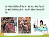 初中生物冀少版（2024）七年級下冊3.5.1 神經(jīng)系統(tǒng)的組成 課件