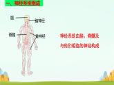 初中生物冀少版（2024）七年級下冊3.5.1 神經(jīng)系統(tǒng)的組成 課件