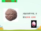 初中生物冀少版（2024）七年級下冊3.5.1 神經(jīng)系統(tǒng)的組成 課件