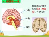 初中生物冀少版（2024）七年級下冊3.5.1 神經(jīng)系統(tǒng)的組成 課件