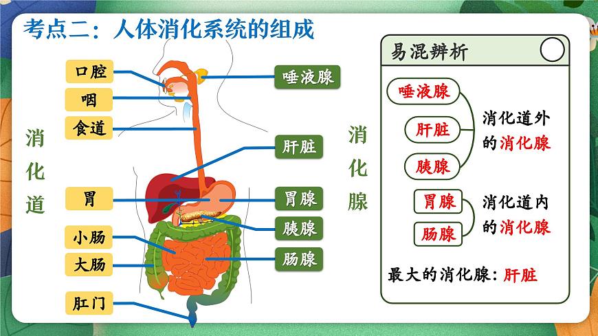 北师大版（2024新版）生物七年级下册期末复习课件： 第六章 人体的营养第6页