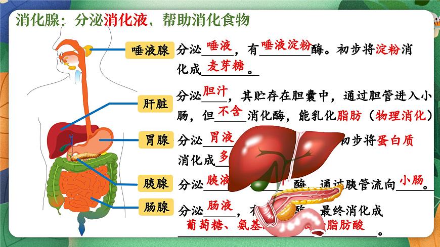 北师大版（2024新版）生物七年级下册期末复习课件： 第六章 人体的营养第7页