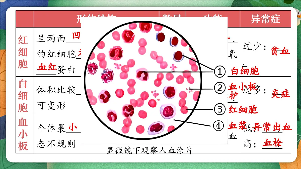 北师大版（2024新版）生物七年级下册期末复习课件：第七章 人体的物质运输第5页