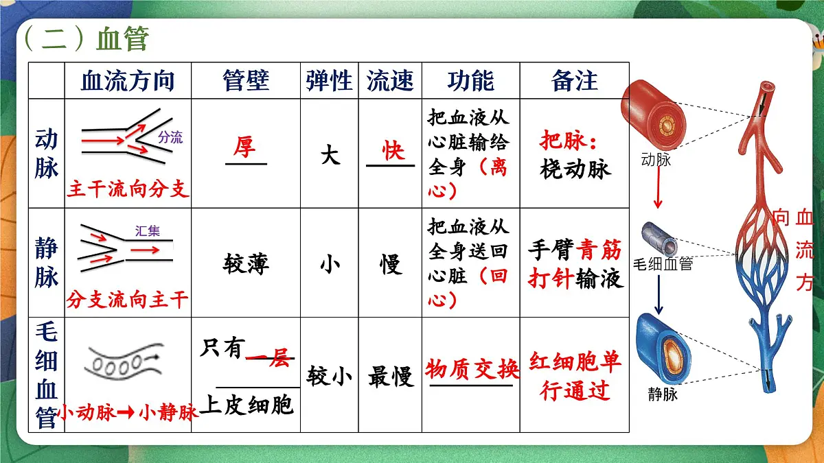 北师大版（2024新版）生物七年级下册期末复习课件：第七章 人体的物质运输第7页