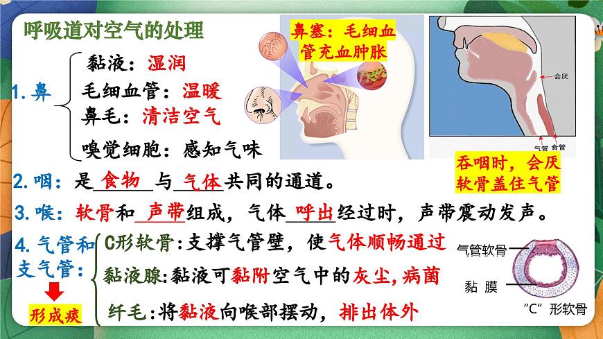北师大版（2024新版）生物七年级下册期末复习课件：第八章 人体的能量供应第7页