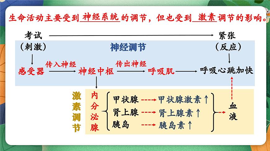 北师大版（2024新版）生物七年级下册期末复习课件：第十章 人体的自我调节（1） 神经系统第2页