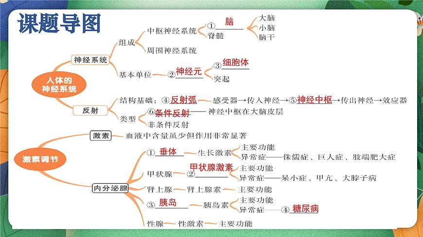 北师大版（2024新版）生物七年级下册期末复习课件：第十章 人体的自我调节（1） 神经系统第3页
