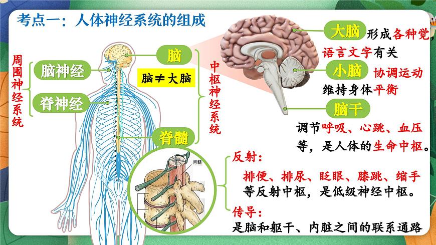 北师大版（2024新版）生物七年级下册期末复习课件：第十章 人体的自我调节（1） 神经系统第4页
