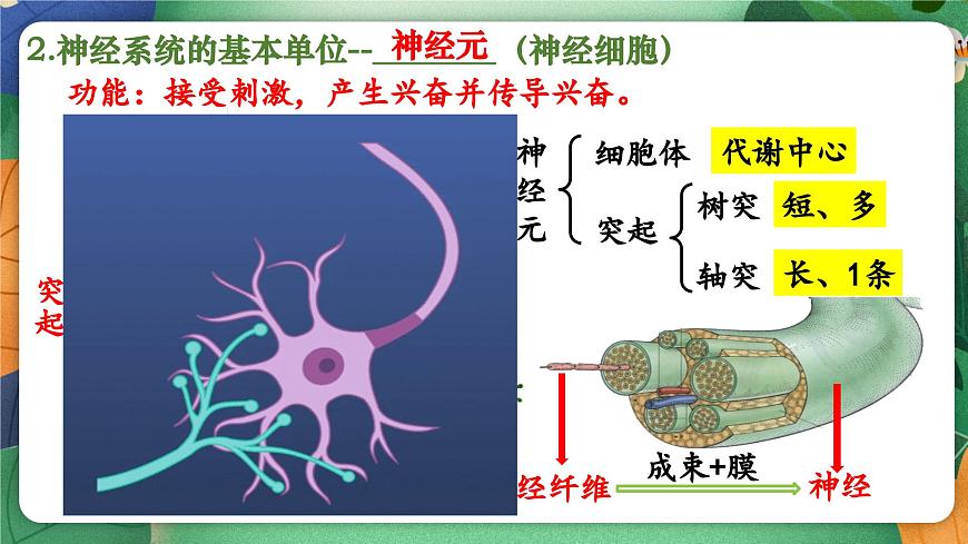 北师大版（2024新版）生物七年级下册期末复习课件：第十章 人体的自我调节（1） 神经系统第6页