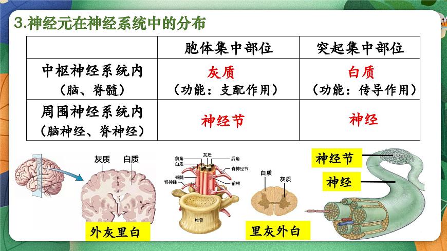 北师大版（2024新版）生物七年级下册期末复习课件：第十章 人体的自我调节（1） 神经系统第8页