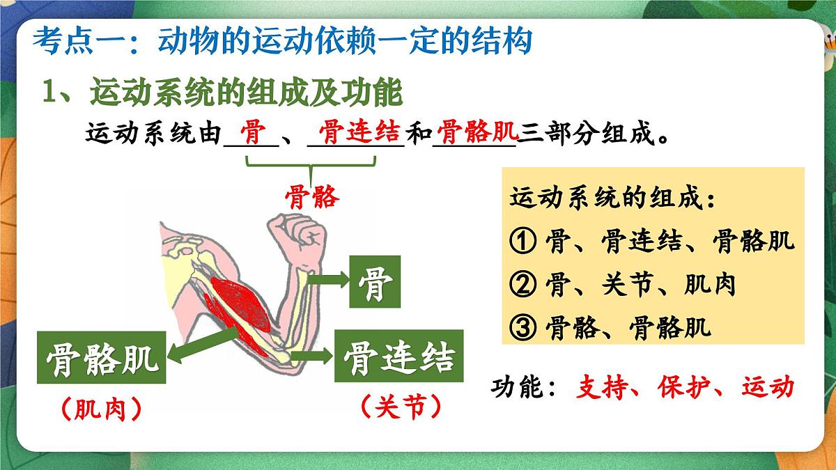 北师大版（2024新版）生物七年级下册期末复习课件：第十一章 人体的运动第2页