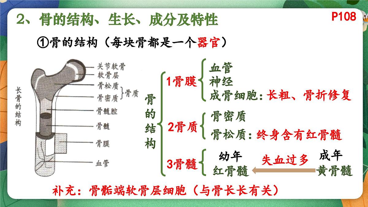 北师大版（2024新版）生物七年级下册期末复习课件：第十一章 人体的运动第3页
