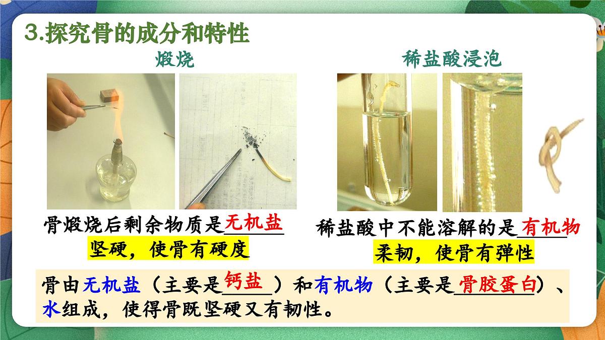 北师大版（2024新版）生物七年级下册期末复习课件：第十一章 人体的运动第4页