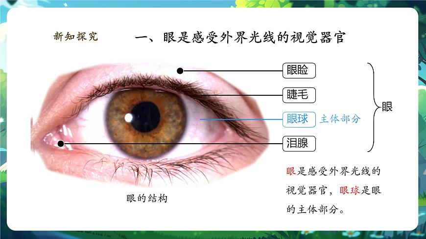 4.10.2.1感受器和感觉器官（第一课时） 课件第6页
