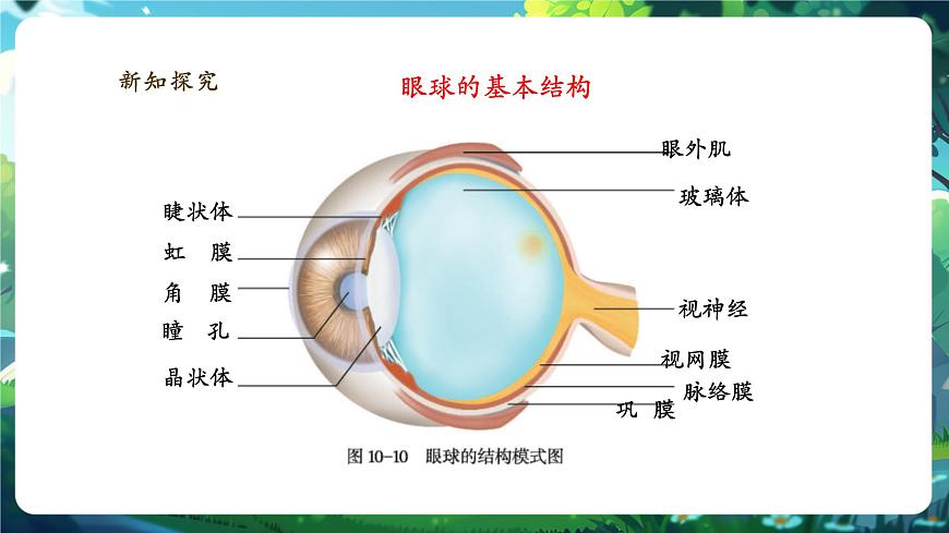4.10.2.1感受器和感觉器官（第一课时） 课件第8页