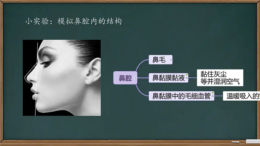 初中生物冀少版（2024）七年级下册3.3.1 呼吸系统的组成 课件第6页