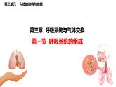初中生物冀少版（2024）七年級下冊3.3.1 呼吸系統(tǒng)的組成 課件