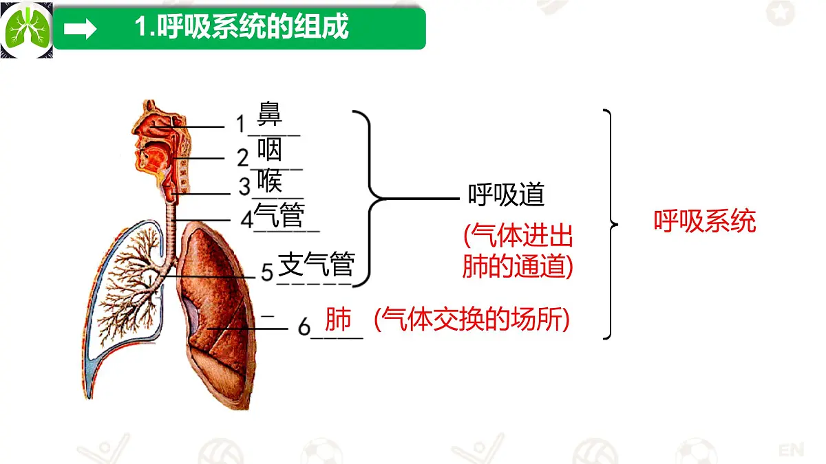 初中生物冀少版（2024）七年级下册3.3.1 呼吸系统的组成 课件第4页