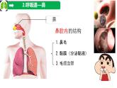 初中生物冀少版（2024）七年級下冊3.3.1 呼吸系統(tǒng)的組成 課件