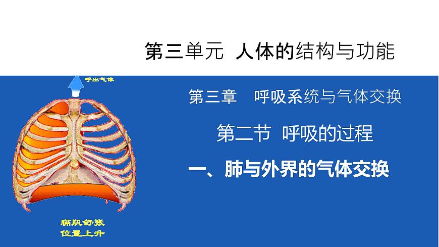 初中生物冀少版（2024）七年级下册3.3.2.1 肺与外界的气体交换 课件第2页