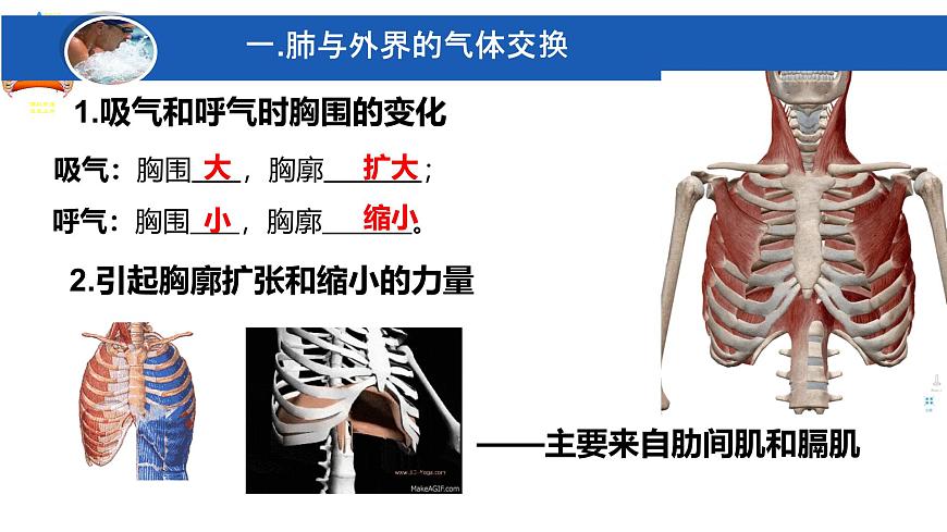 初中生物冀少版（2024）七年级下册3.3.2.1 肺与外界的气体交换 课件第6页