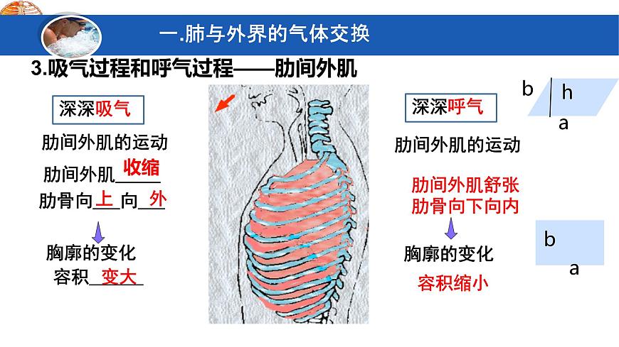 初中生物冀少版（2024）七年级下册3.3.2.1 肺与外界的气体交换 课件第8页