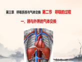 初中生物冀少版（2024）七年級下冊3.3.2.1 肺與外界的氣體交換 課件