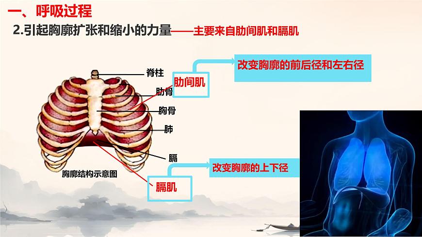 初中生物冀少版（2024）七年级下册3.3.2.1 肺与外界的气体交换 课件第6页