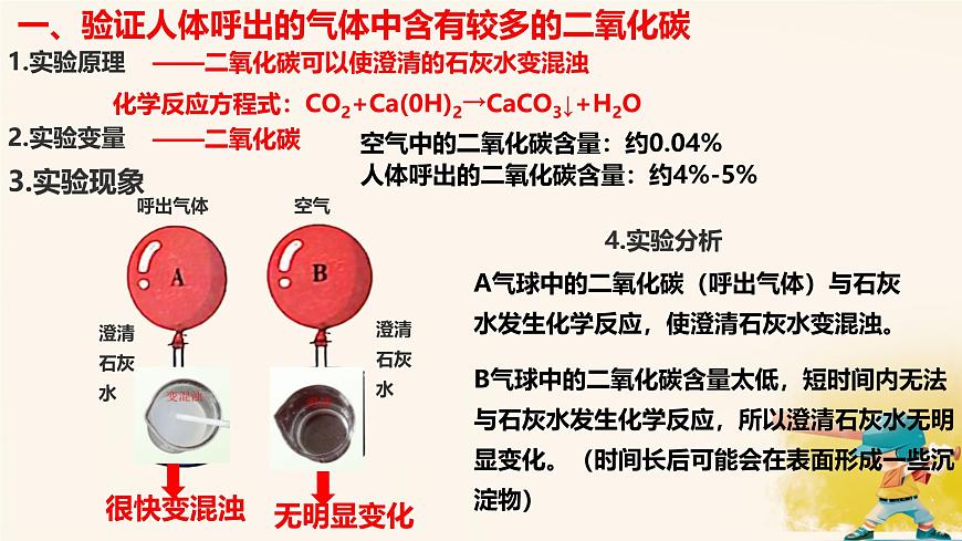 初中生物冀少版（2024）七年级下册3.3.2.2 体内的气体交换 课件第4页