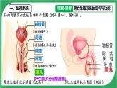 初中生物人教版（2024）七年級(jí)下冊(cè)4.1.1 人的生殖 課件