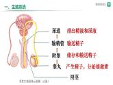 初中生物人教版（2024）七年級(jí)下冊(cè)4.1.1 人的生殖 課件