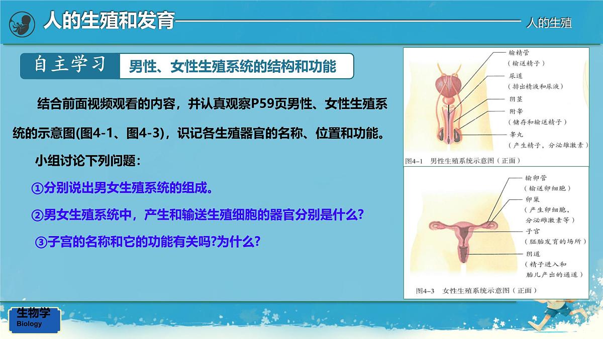 初中生物人教版（2024）七年级下册4.1.1 人的生殖 课件第5页