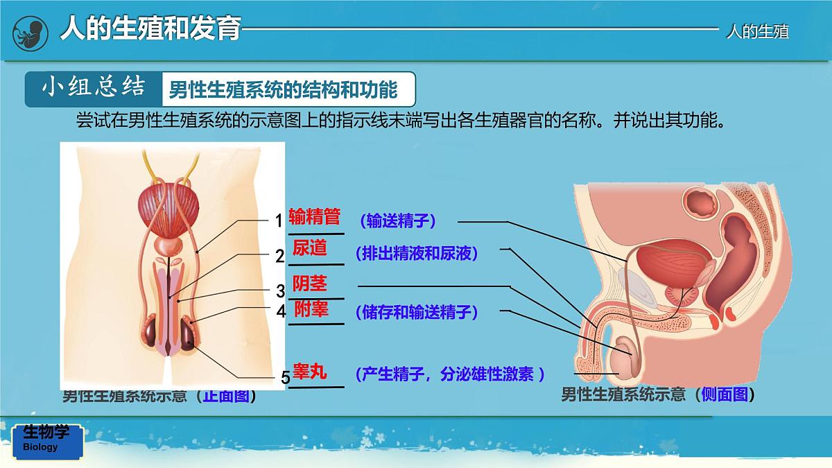 初中生物人教版（2024）七年级下册4.1.1 人的生殖 课件第6页