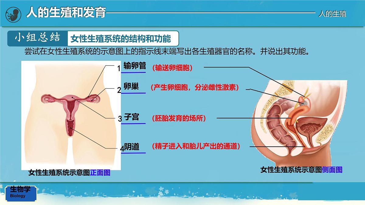初中生物人教版（2024）七年级下册4.1.1 人的生殖 课件第7页