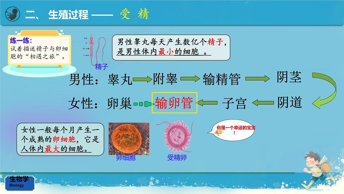 初中生物人教版（2024）七年级下册4.1.1 人的生殖 课件第8页