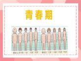 初中生物人教版（2024）七年級下冊4.1.2 青春期 課件