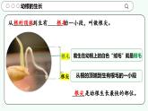 實驗二 觀察根尖的結構-【實驗專攻】2025學年七年級生物下冊實驗精講課人教版課件