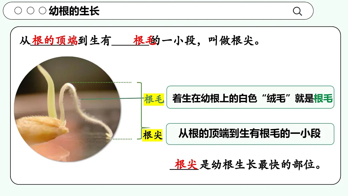 实验二 观察根尖的结构-【实验专攻】2025学年七年级生物下册实验精讲课人教版课件第2页