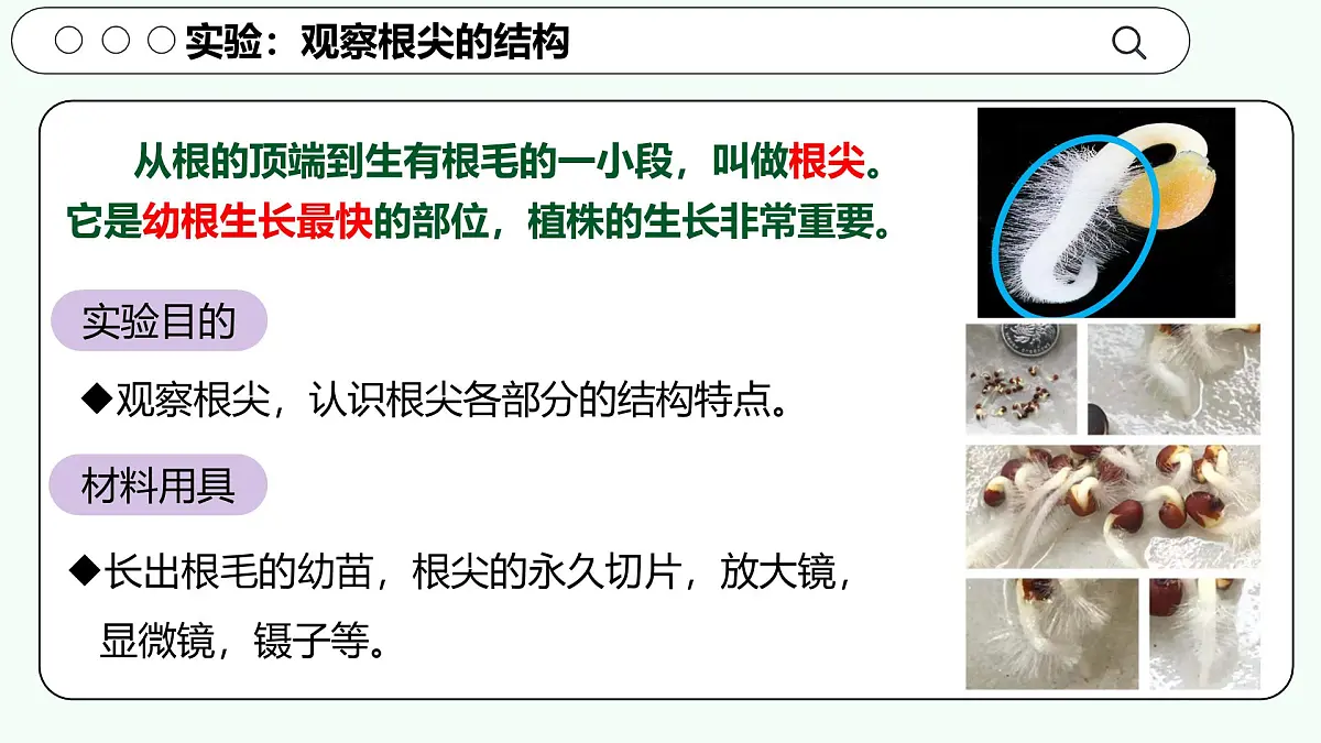 实验二 观察根尖的结构-【实验专攻】2025学年七年级生物下册实验精讲课人教版课件第3页