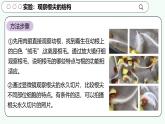 實驗二 觀察根尖的結構-【實驗專攻】2025學年七年級生物下冊實驗精講課人教版課件