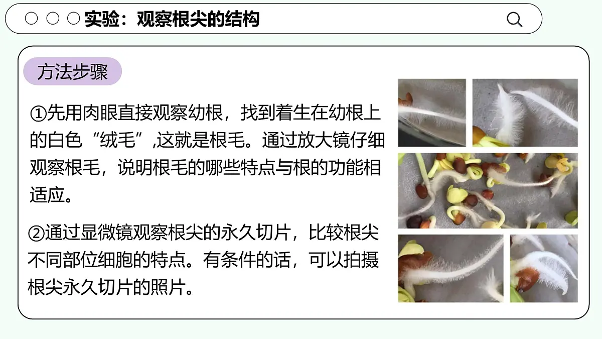 实验二 观察根尖的结构-【实验专攻】2025学年七年级生物下册实验精讲课人教版课件第4页